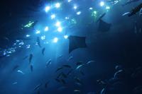 Aquarium-Tunnel in der Dubai-Mall