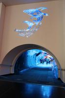 Dubai-Aquarium-Tunnel