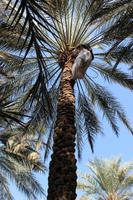 Palmenkletterer in Al Ain