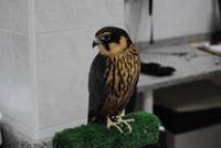 Falkenkrankenhaus in Abu Dhabi