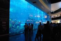 Aquarium in der Dubai Mall