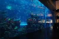 Aquarium in der Dubai Mall