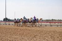 Kamelrennbahn in in Dubai