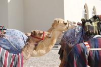 an der Kamelrennbahn in Dubai