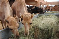 Kamelmarkt in Al Ain