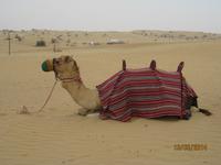 Kamelreiten inmitten der Wüste