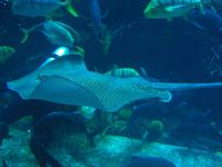 Aquarium - Blaupunktrochen