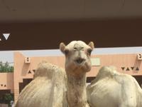 süß sind sie schon