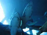 neues Dubai - Aquarium