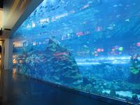 neues Dubai - Aquarium