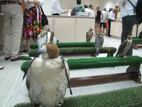 Abu Dhabi - Falkenklinik