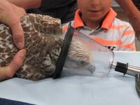 Abu Dhabi - Falkenklinik