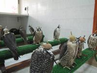 Abu Dhabi - Falkenklinik