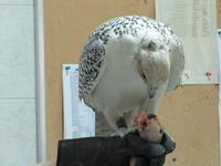 Abu Dhabi - Falkenklinik