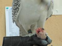 Abu Dhabi - Falkenklinik