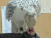 Abu Dhabi - Falkenklinik