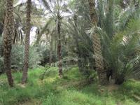 Al Ain - Oase