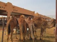 Al Ain - Kamelmarkt
