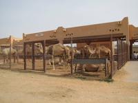 Al Ain - Kamelmarkt