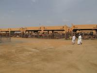 Al Ain - Kamelmarkt