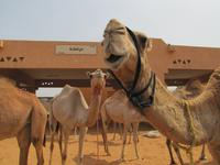 Al Ain - Kamelmarkt