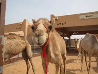Al Ain - Kamelmarkt