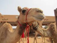Al Ain - Kamelmarkt