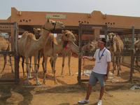 Al Ain - Kamelmarkt