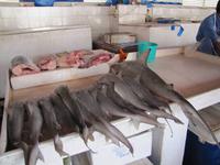 Sharjah - Stadtrundfahrt - Fischmarkt