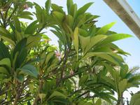 Atlantis The Palm Dubai Hotel & Resort