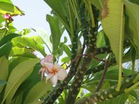 Atlantis The Palm Dubai Hotel & Resort