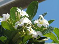 Atlantis The Palm Dubai Hotel & Resort