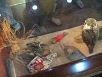 Abu Dhabi Falcon Hospital