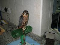 Abu Dhabi Falcon Hospital