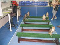 Abu Dhabi Falcon Hospital