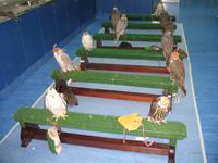 Abu Dhabi Falcon Hospital