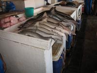 Fish Souk in Sharjah