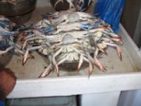 Fish Souk in Sharjah