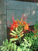 Fahrt an die Ostküste über das Hajar Gebirge nach Fujairah