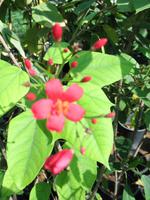 Fahrt an die Ostküste über das Hajar Gebirge nach Fujairah