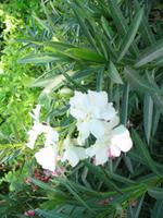 Fahrt an die Ostküste über das Hajar Gebirge nach Fujairah