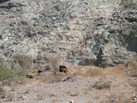 Fahrt an die Ostküste über das Hajar Gebirge nach Fujairah