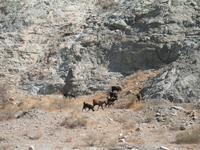 Fahrt an die Ostküste über das Hajar Gebirge nach Fujairah