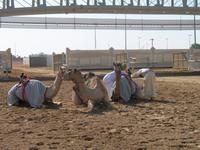 Kamel-Rennstrecke auf der Fahrt nach Al Ain