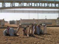 Kamel-Rennstrecke auf der Fahrt nach Al Ain