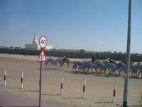 Kamel-Rennstrecke auf der Fahrt nach Al Ain