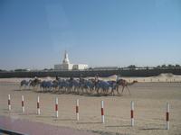 Kamel-Rennstrecke auf der Fahrt nach Al Ain