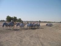 Kamel-Rennstrecke auf der Fahrt nach Al Ain