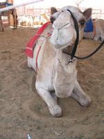 Kamelmarkt in Al Ain