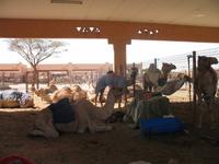 Kamelmarkt in Al Ain